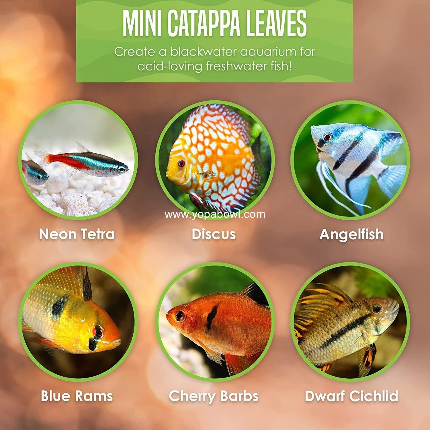 Wholesale 50 pcs Catappa Indian Almond Leaves for Betta Fish Tank Aquarium, 2” Water Conditioner Leaves, Ideal for Shrimp, Goldfish, Guppy, and Frogs - Factory