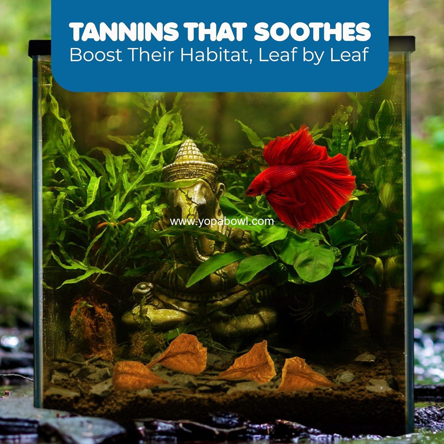 Wholesale 50 pcs Catappa Indian Almond Leaves for Betta Fish Tank Aquarium, 2” Water Conditioner Leaves, Ideal for Shrimp, Goldfish, Guppy, and Frogs - Factory