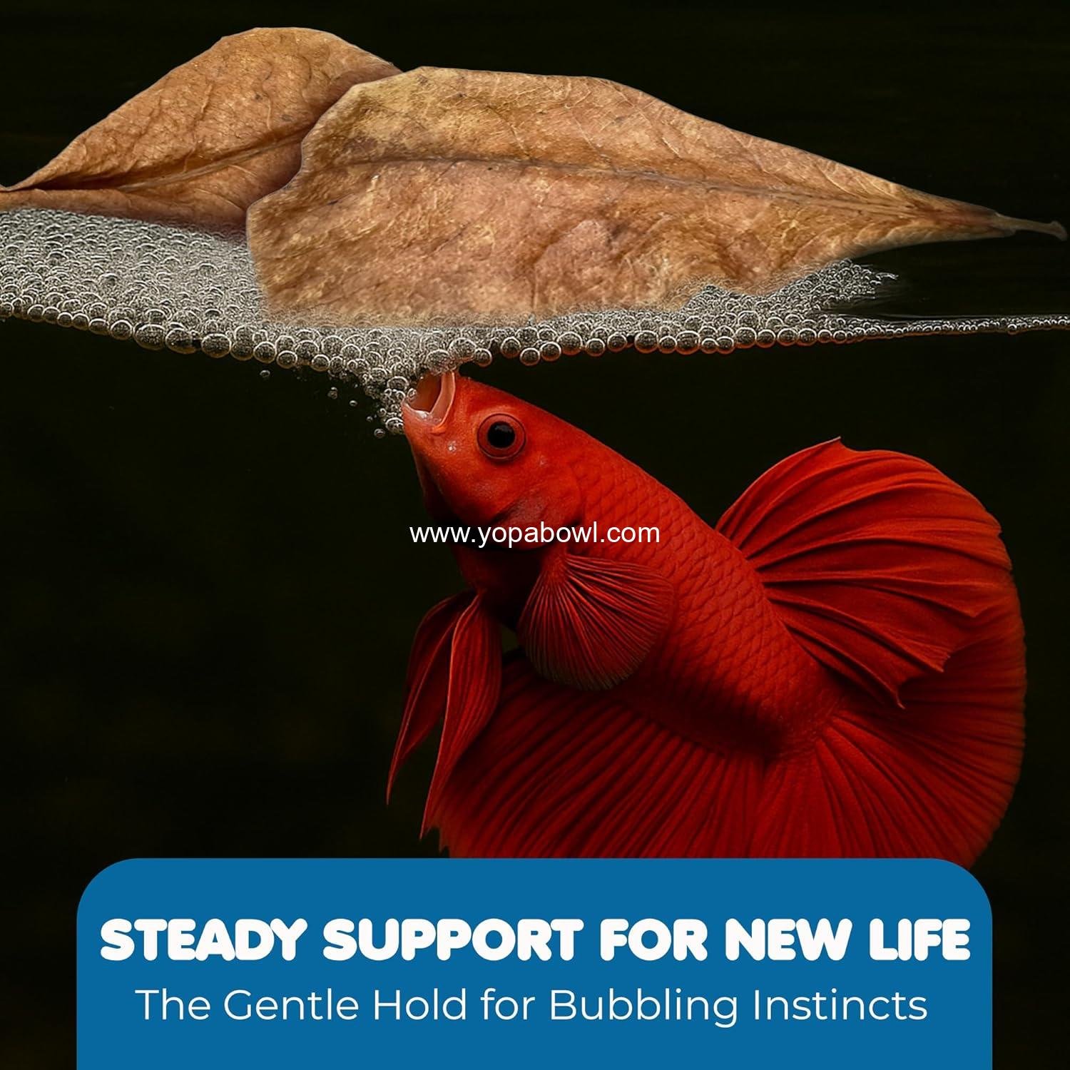 Wholesale 50 pcs Catappa Indian Almond Leaves for Betta Fish Tank Aquarium, 2” Water Conditioner Leaves, Ideal for Shrimp, Goldfish, Guppy, and Frogs - Factory