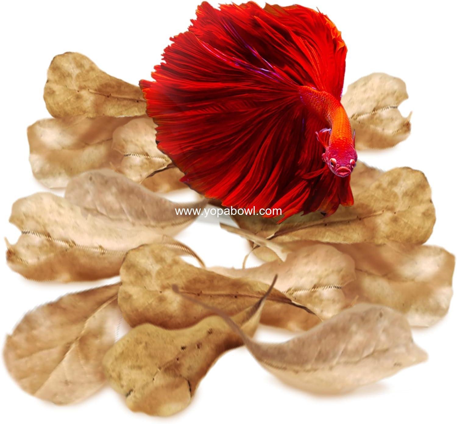 Wholesale 50 pcs Catappa Indian Almond Leaves for Betta Fish Tank Aquarium, 2” Water Conditioner Leaves, Ideal for Shrimp, Goldfish, Guppy, and Frogs - Factory