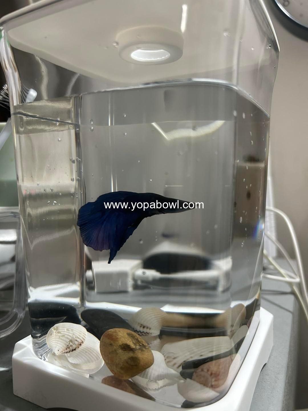 Wholesale Betta Fish Aquarium Tank with Natural Seashells and Stones Glass Container Blue Fish Display 10 Gallon Factory