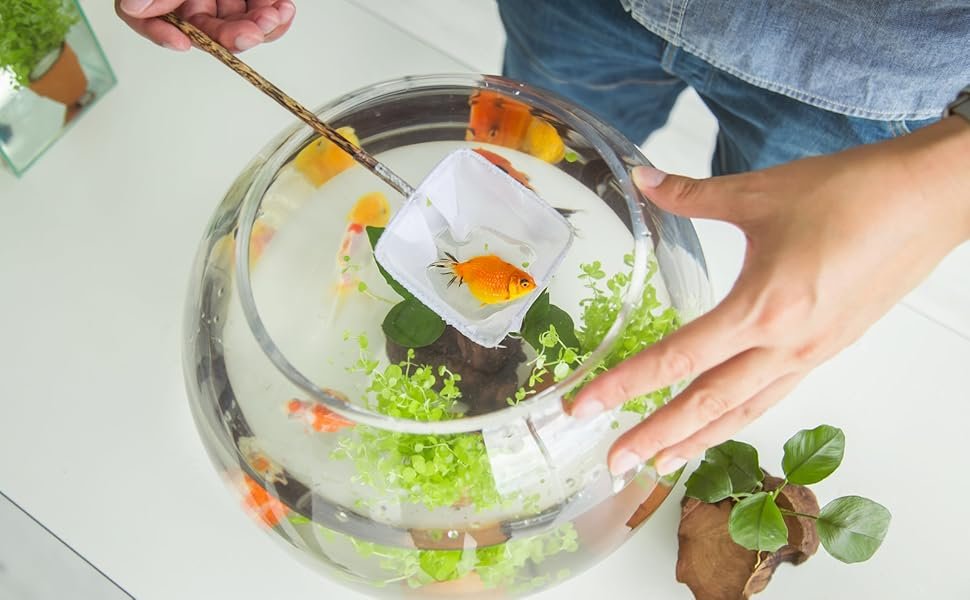 OEM 0.9 Gallon Clear Round Shallow Glass Fish Bowl with Decor for Betta Fish Aquatic Plants Includes Stones Tree Nets for Holiday Wedding Centerpiece Factory OEM 0.9 Gallon Clear Round Shallow Glass Fish Bowl with Decor for Betta Fish Aquatic Plants Includes Stones Tree Nets for Holiday Wedding Centerpiece Factory