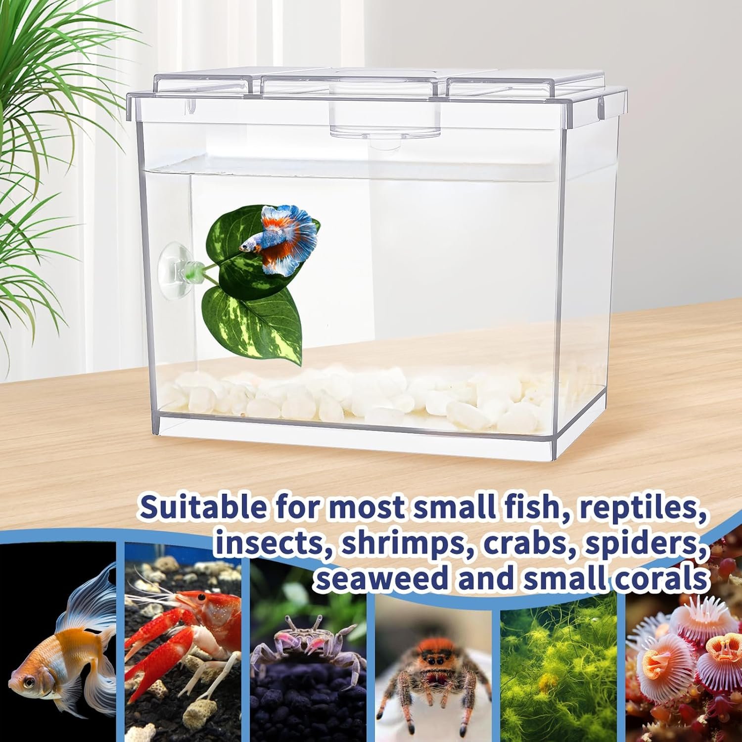 OEM Mini 0.2 Gallon Betta Fish Tank Stackable Cube Bowl Temporary Housing with Leaf Gravel for Small Fish Insects Shrimp Crabs Spiders (1 Pack) Factory OEM Mini 0.2 Gallon Betta Fish Tank Stackable Cube Bowl Temporary Housing with Leaf Gravel for Small Fish Insects Shrimp Crabs Spiders (1 Pack) Factory