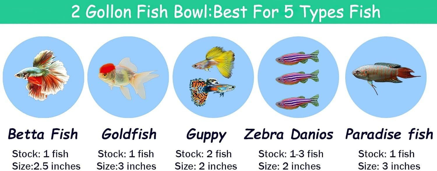 OEM 2 Gallon Glass Fish Tank Sturdy Betta Bowl for Small Ornamental Fish Reptiles High Transparency Viewing with Support Feet Factory