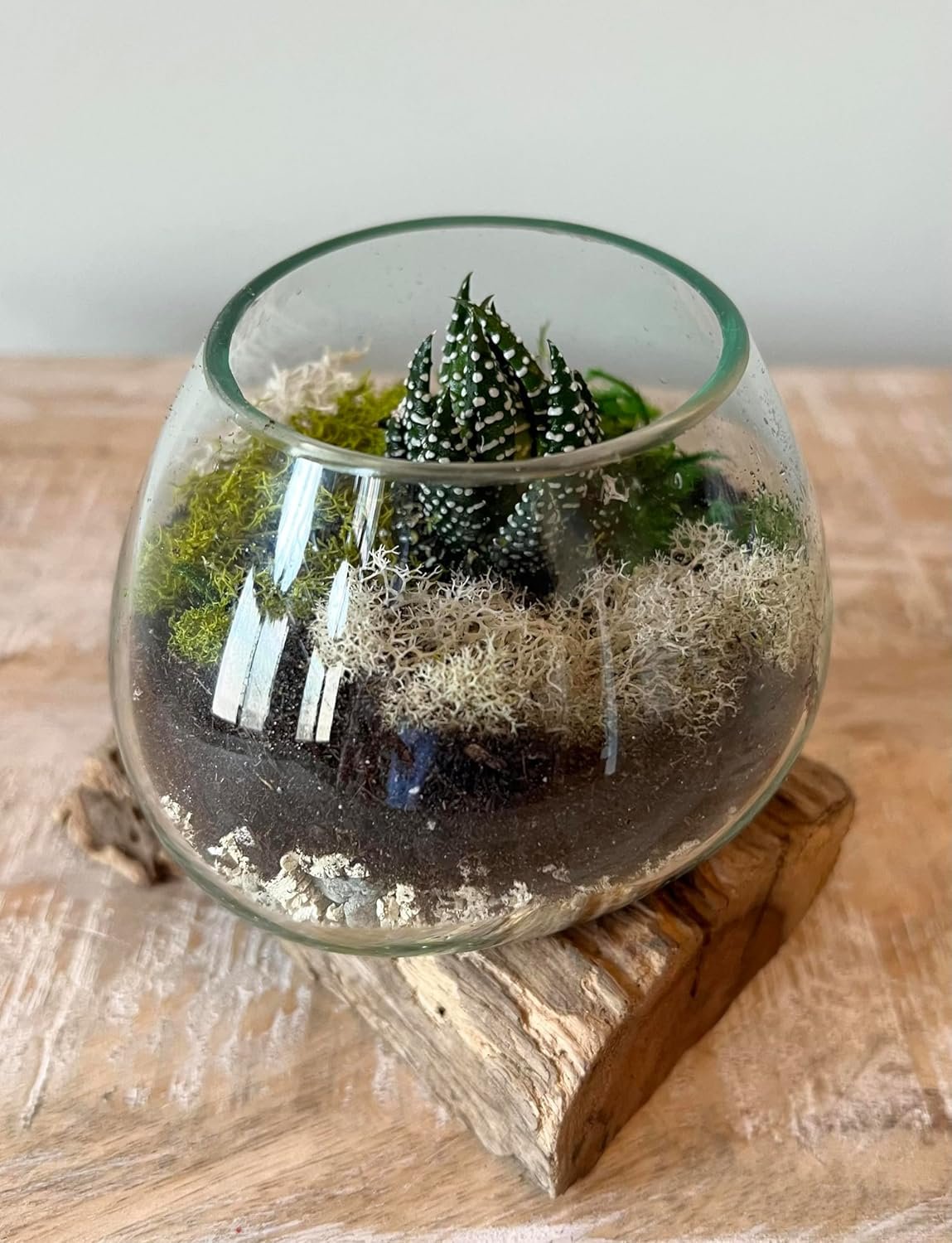 Wholesale Small Hand-Blown Glass Fishbowl Vase Terrarium on Driftwood Base Decorative Centerpiece Factory