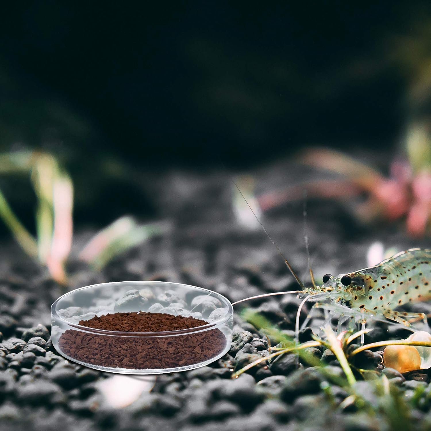 OEM 3 Pieces Clear Glass Aquarium Shrimp Feeding Dish Tray for Fish Tanks Freshwater 60mm 65mm 80mm Factory