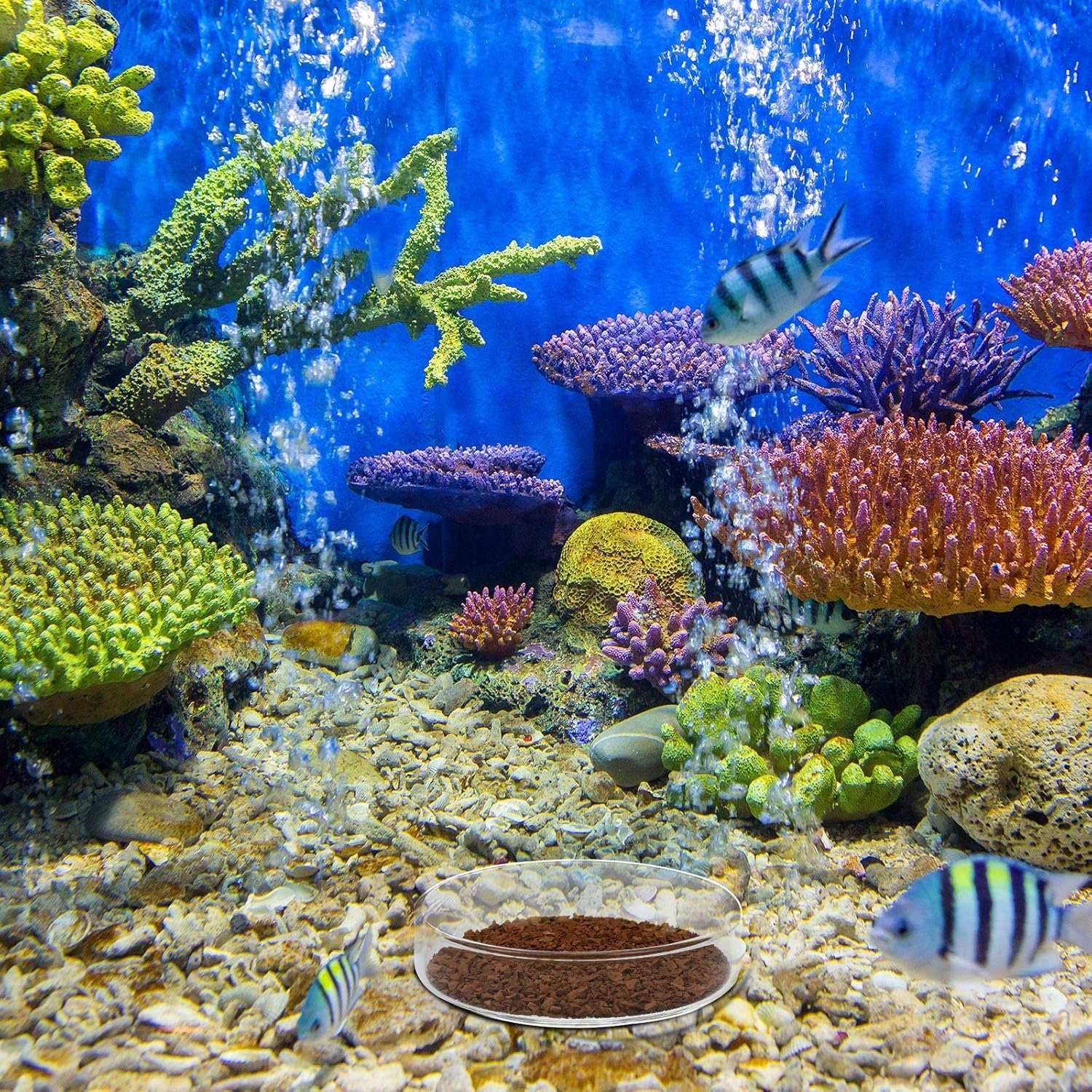 OEM 3 Pieces Clear Glass Aquarium Shrimp Feeding Dish Tray for Fish Tanks Freshwater 60mm 65mm 80mm Factory