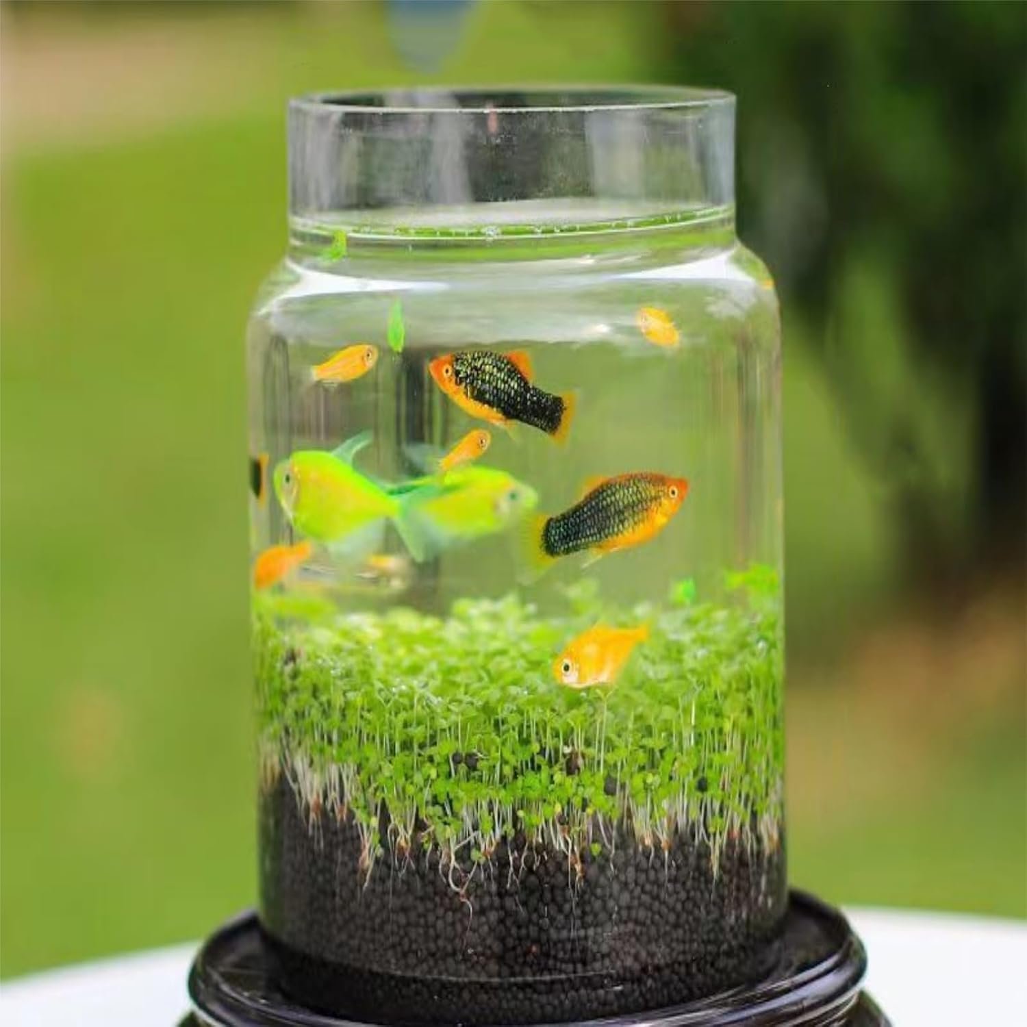 OEM 9 Inch Clear Glass Vases for Centerpieces Wide Mouth Weighted Bottom Easy Clean Modern Fish Bowl Long Stem Dried Artificial Flowers Factory