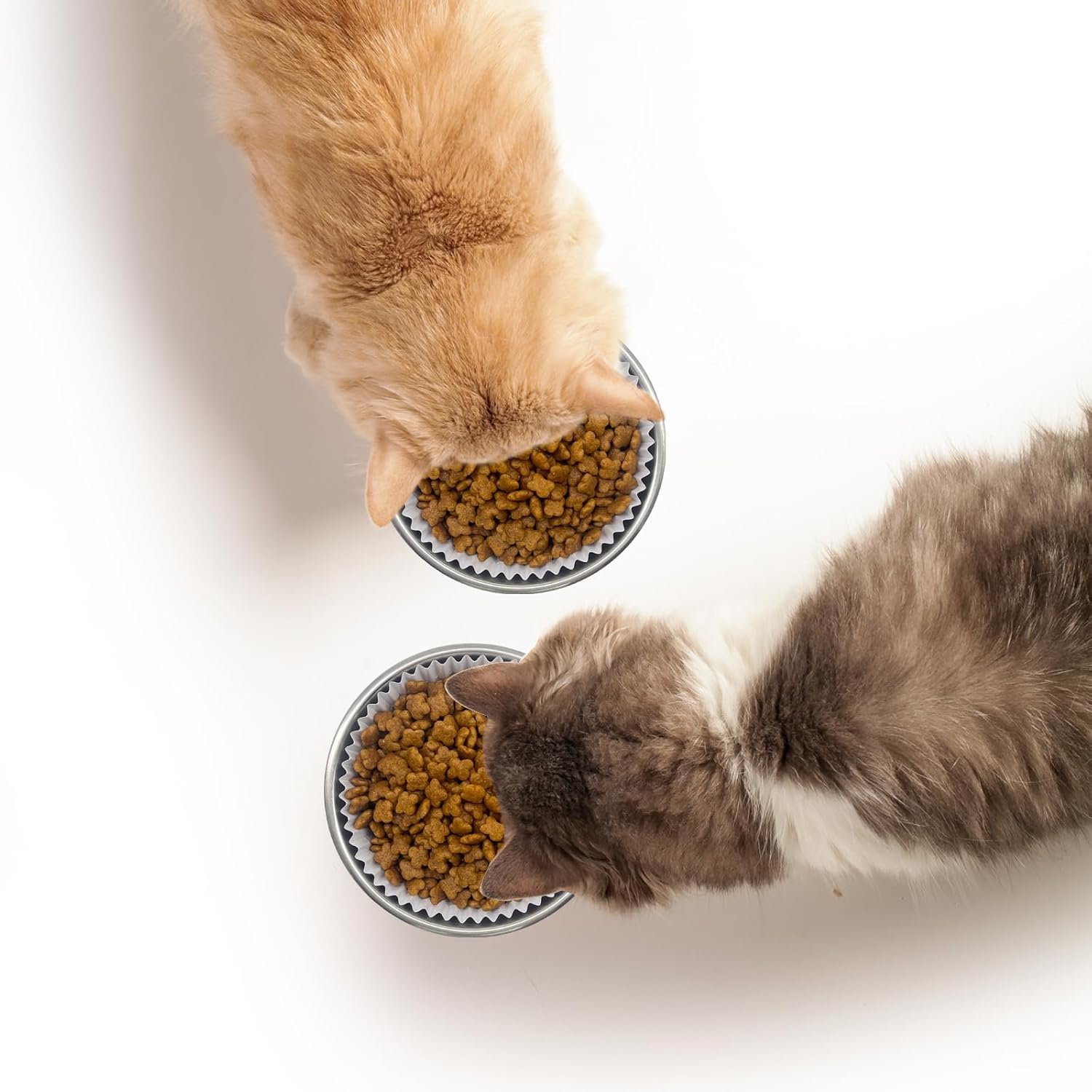 Wholesale Disposable Cat Food Bowls Set 300PCS Small Paper Bowls and 2PCS Stainless Steel Bowls for Pets Wet Food Feeding Factory Wholesale Disposable Cat Food Bowls Set 300PCS Small Paper Bowls and 2PCS Stainless Steel Bowls for Pets Wet Food Feeding Factory