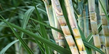 Wholesale 32oz Large Heavy Duty Biodegradable Microwavable Eco Friendly Bagasse Paper Bowls 120 Pack for Hot Soup Milk Cereals Snacks Salads Factory Wholesale 32oz Large Heavy Duty Biodegradable Microwavable Eco Friendly Bagasse Paper Bowls 120 Pack for Hot Soup Milk Cereals Snacks Salads Factory